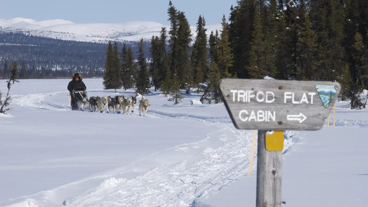 A musher and dog team on the Iditarod Trail near Tripod Flats